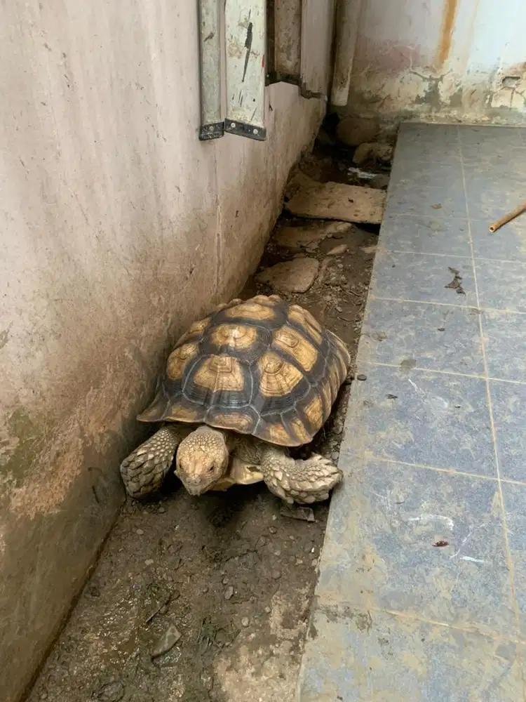 Kura kura Sulcata 55cm