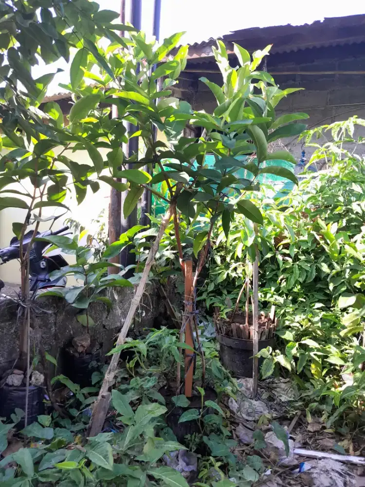 Bibit Jambu Air Kiojok