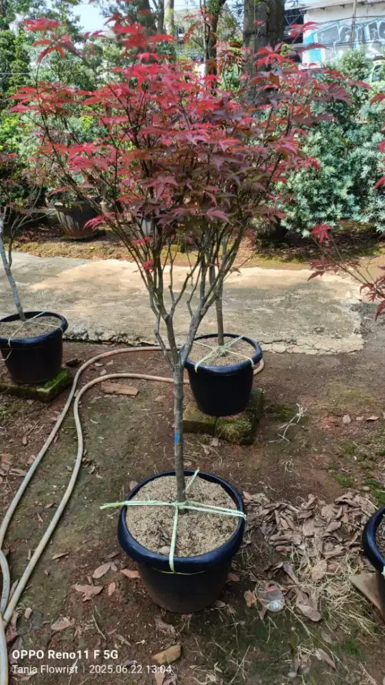 Pohon maple jepang asli