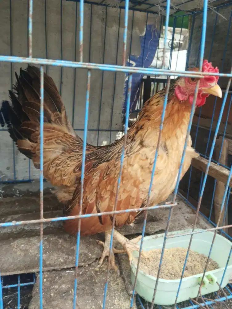 Ayam Kate betina dewasa