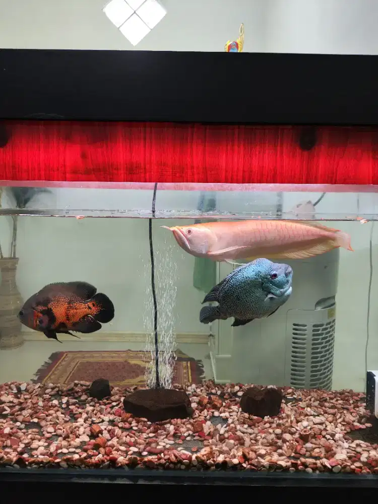 Arwana Albino Red Unik ( Nego Sampai Jadi :D )