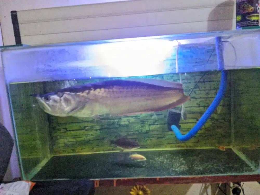 IKAN ARWANA UKURAN 35CM