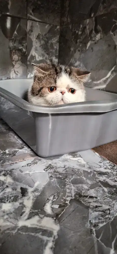 Kucing peaknose exotic Shorthair