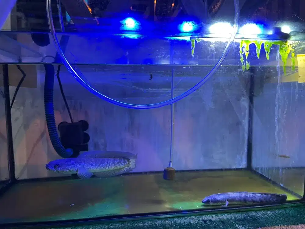 Aquarium ikan chana