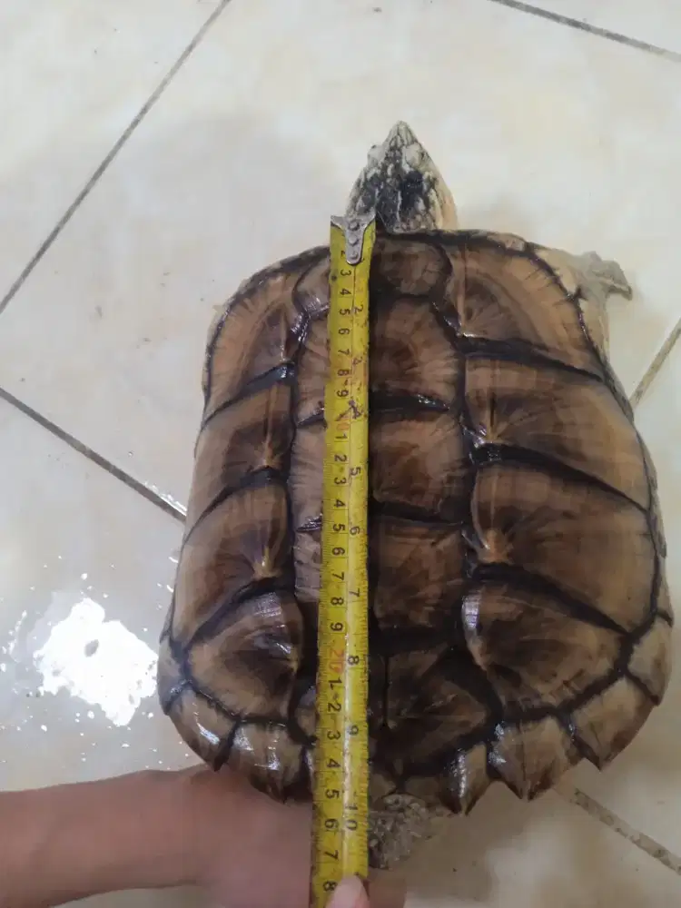 Kura kura purba CST UK 26 CM