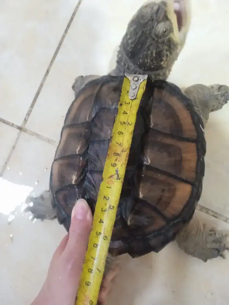 Kura kura purba CST ukuran 17 cm