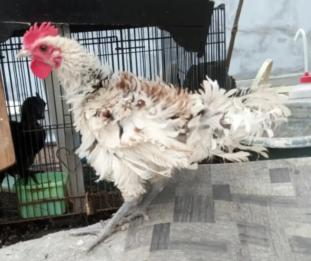 Jual Ayam Ketawa Suara Seram Menakutkan