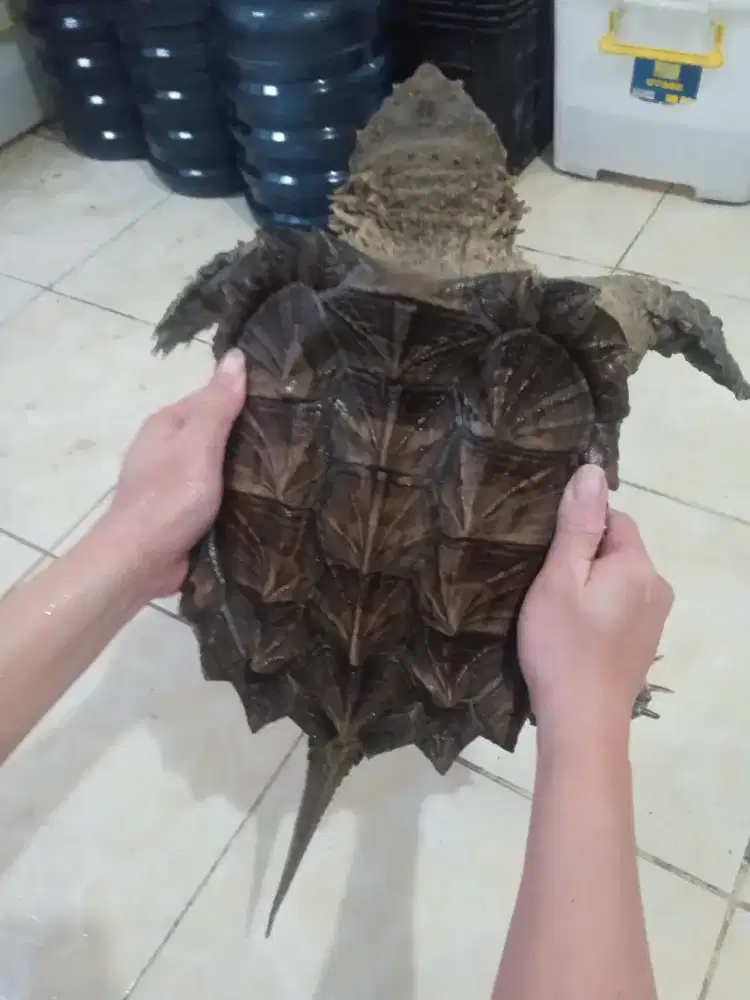 Kura air AST kura predator