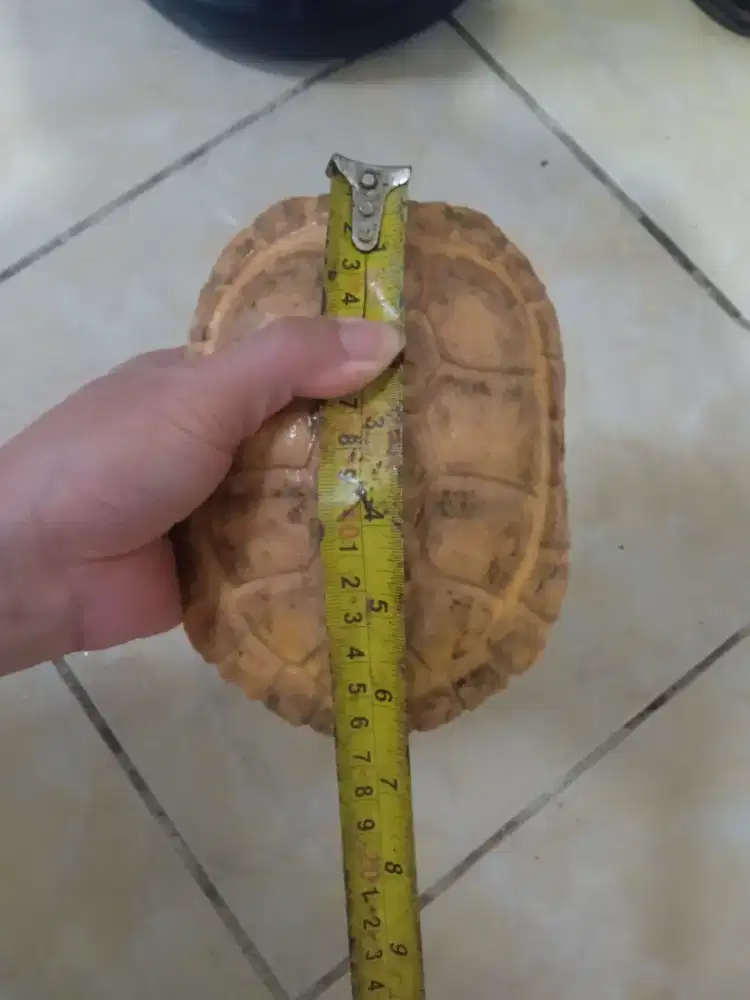 Kura kura Brazil Albino