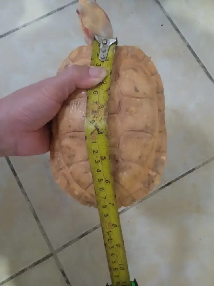 Kura kura Brazil Albino ukuran 19 cm