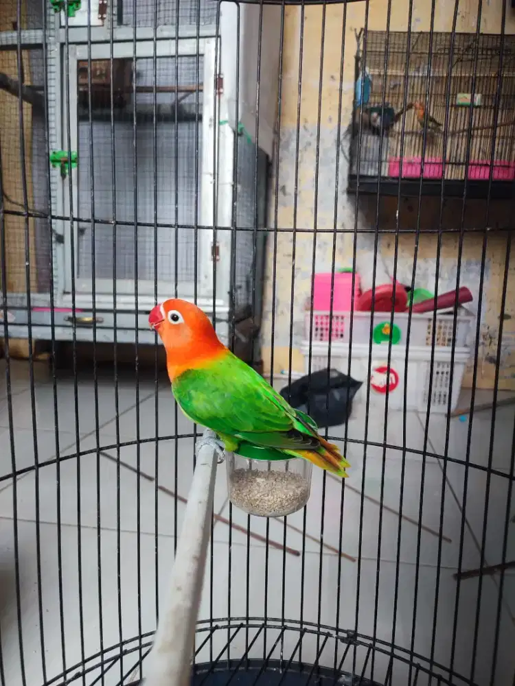 lovebird biola green sable cantik