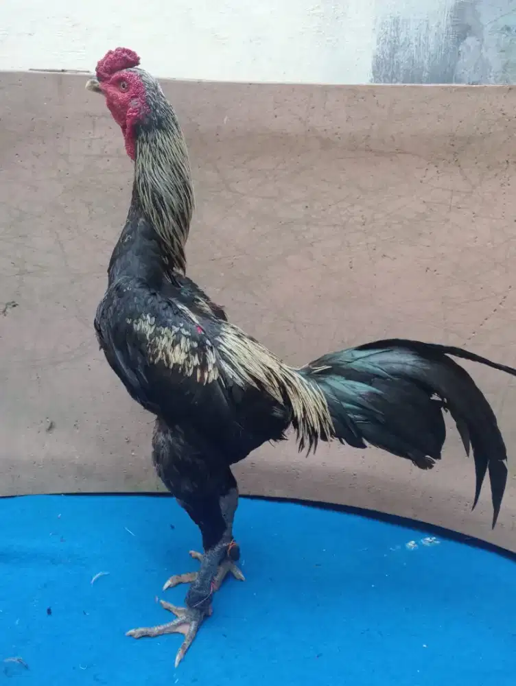 Ayam jantan Mangon silangan Bangkok