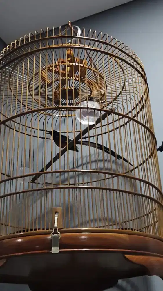 Murai Batu PE30 Ekor Lengkung