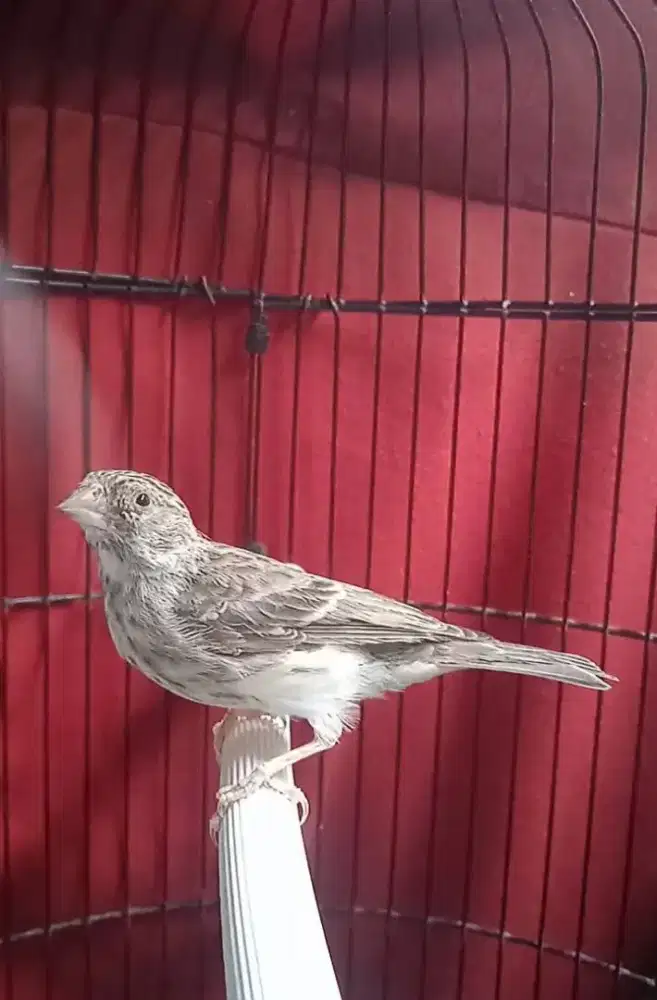 Sanger edel afrika gacor dor