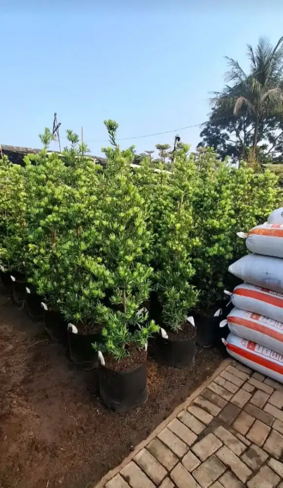 Pohon hias louhansung