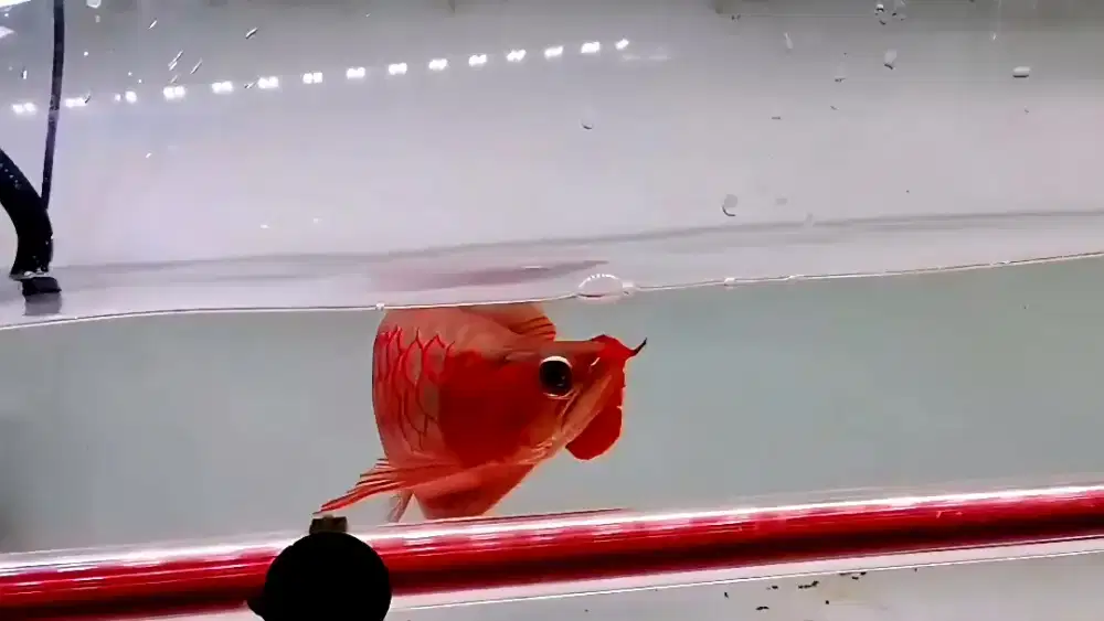 Arwana super red sb apple 40cm realpict