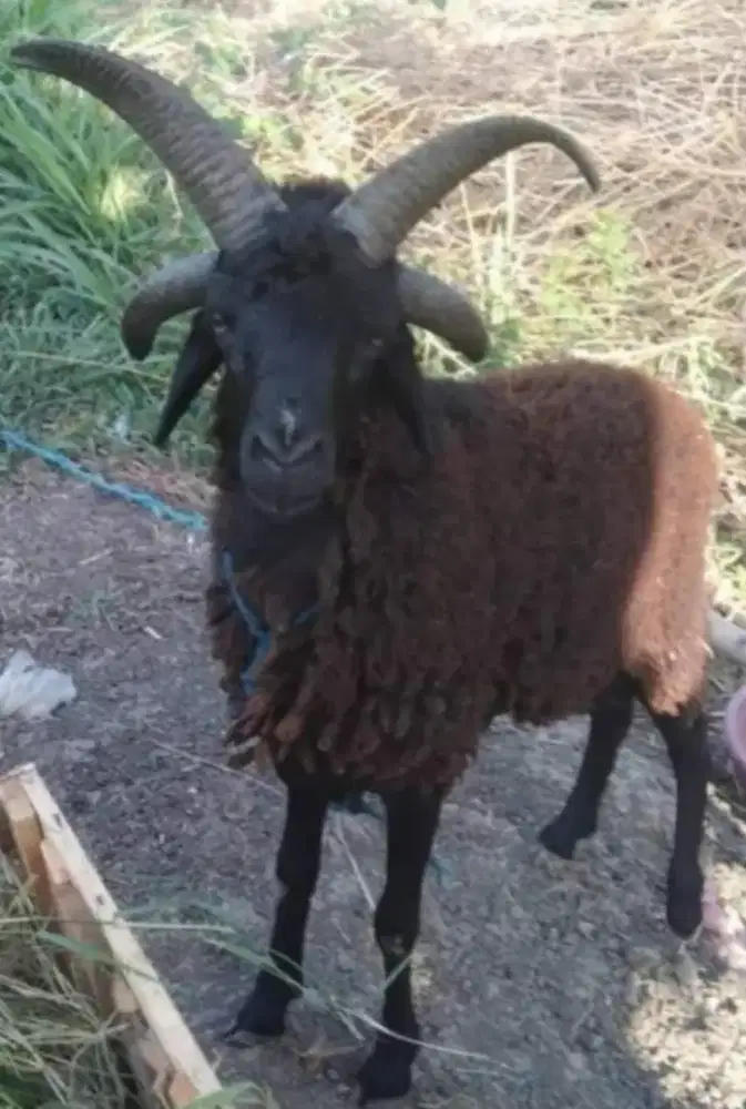 Domba Langka Tanduk 4