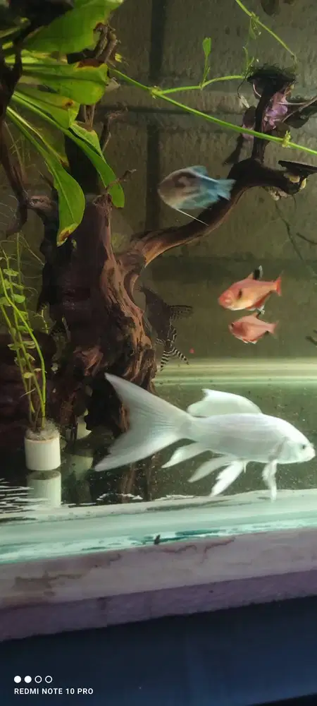 cari sampingan gawian malam