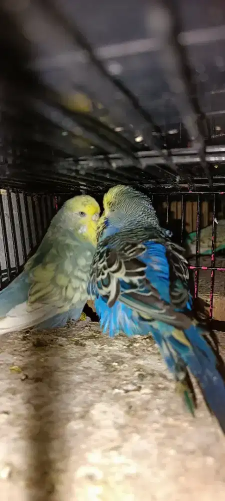 Pasangan parkit holland