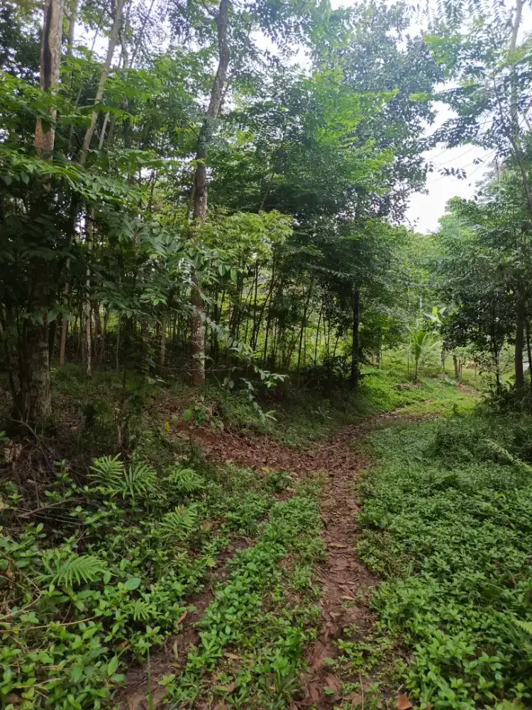 Kebun Mahoni Alba Akasia Pinggir Jalan Desa