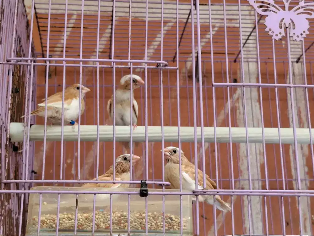 Burung Emprit Jepang Fresh