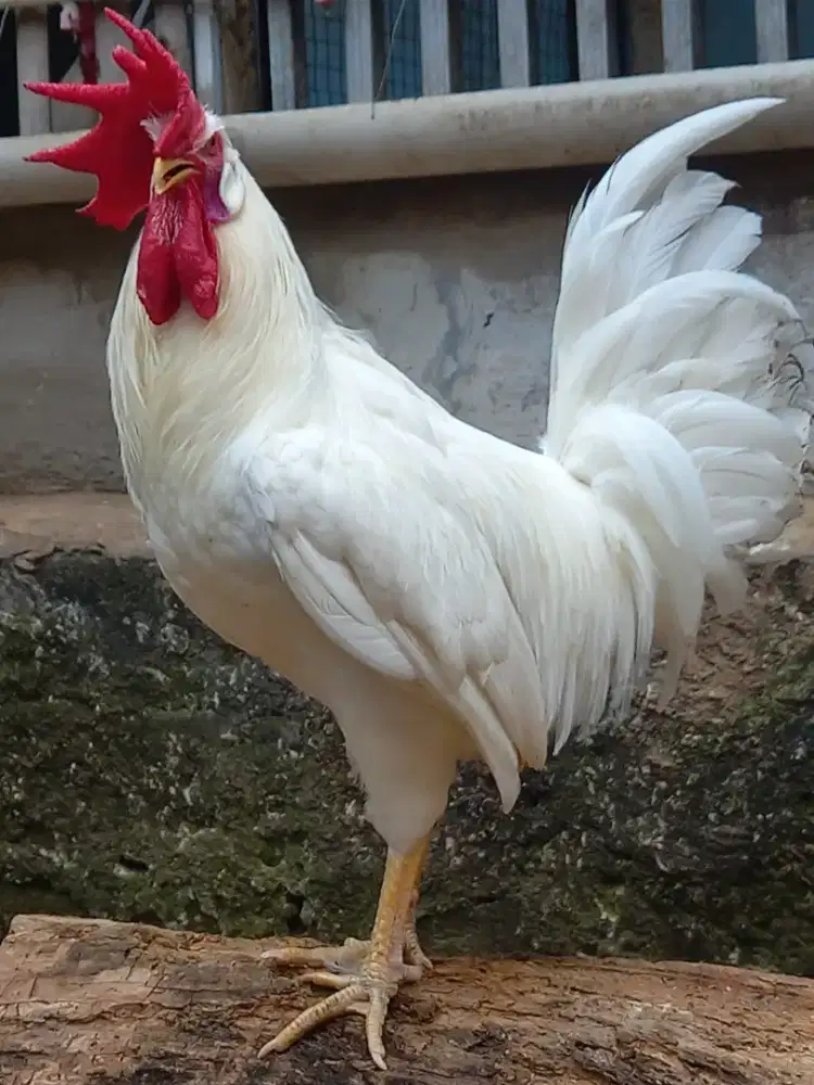 Ayam jantan white leghorn
