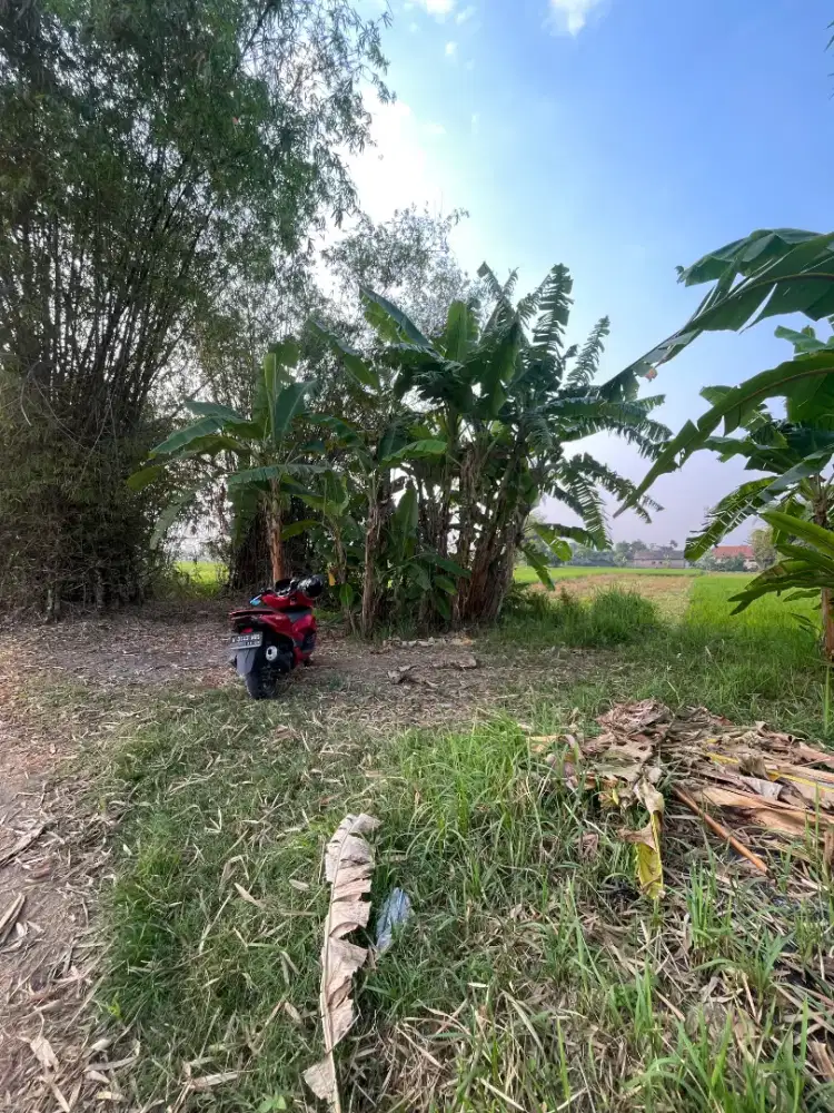 TANAH PEKARANGAN DIJUAL MURAH