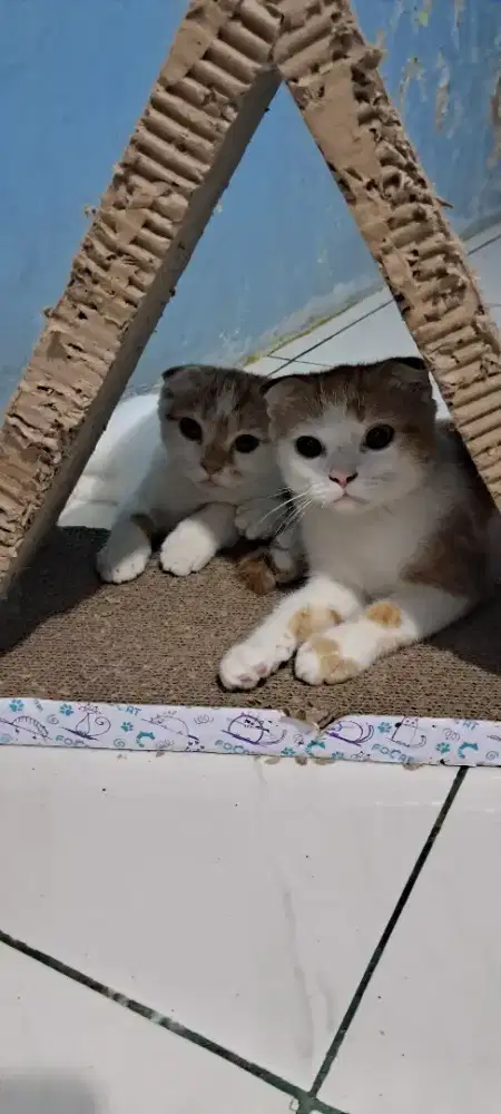 Scottish fold jantan