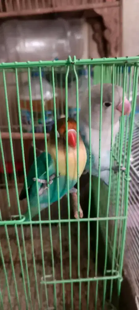 Sepasang love bird siap bertelor biola