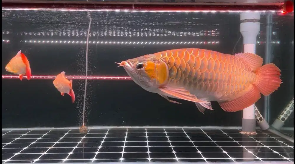 Ikan Arwana SR Super Red 60cm up Sumo