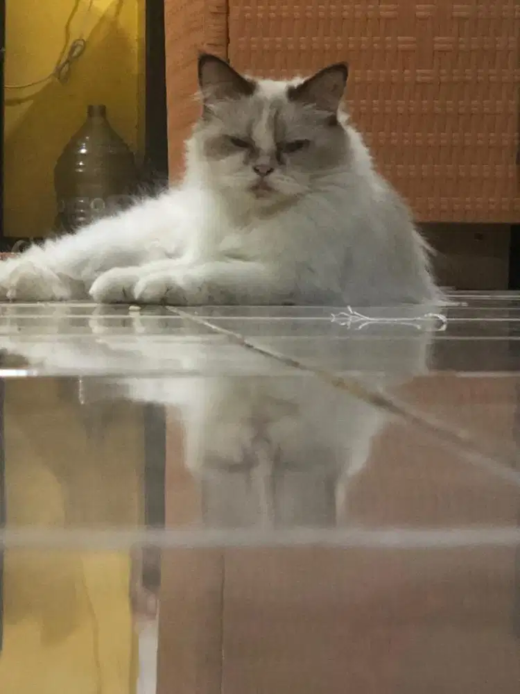 kucing murah ragdoll betina adopsi