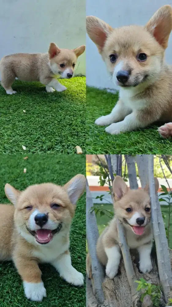 Anjing puppies Corgi