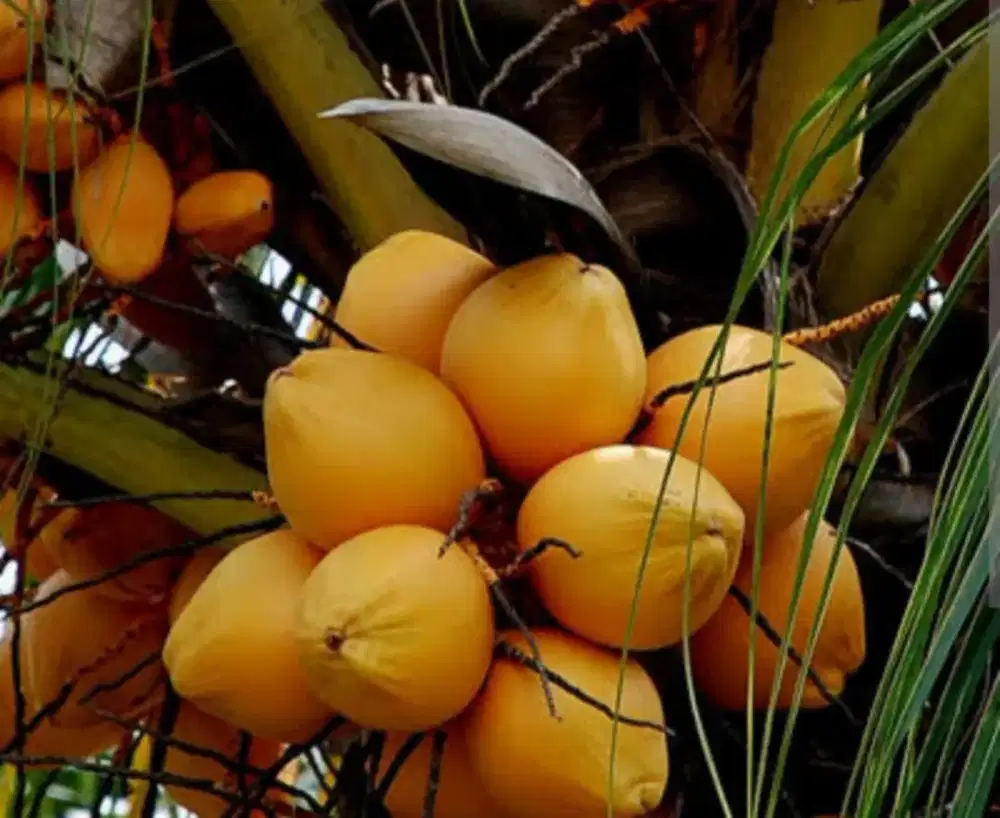 Kelapa Gading/Cengkir Gading dan Bibit yang Tumbuh