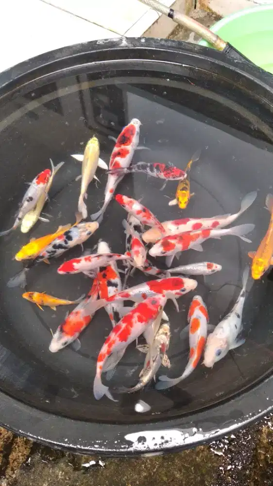 Jual koi ukuran 10-20 cm an