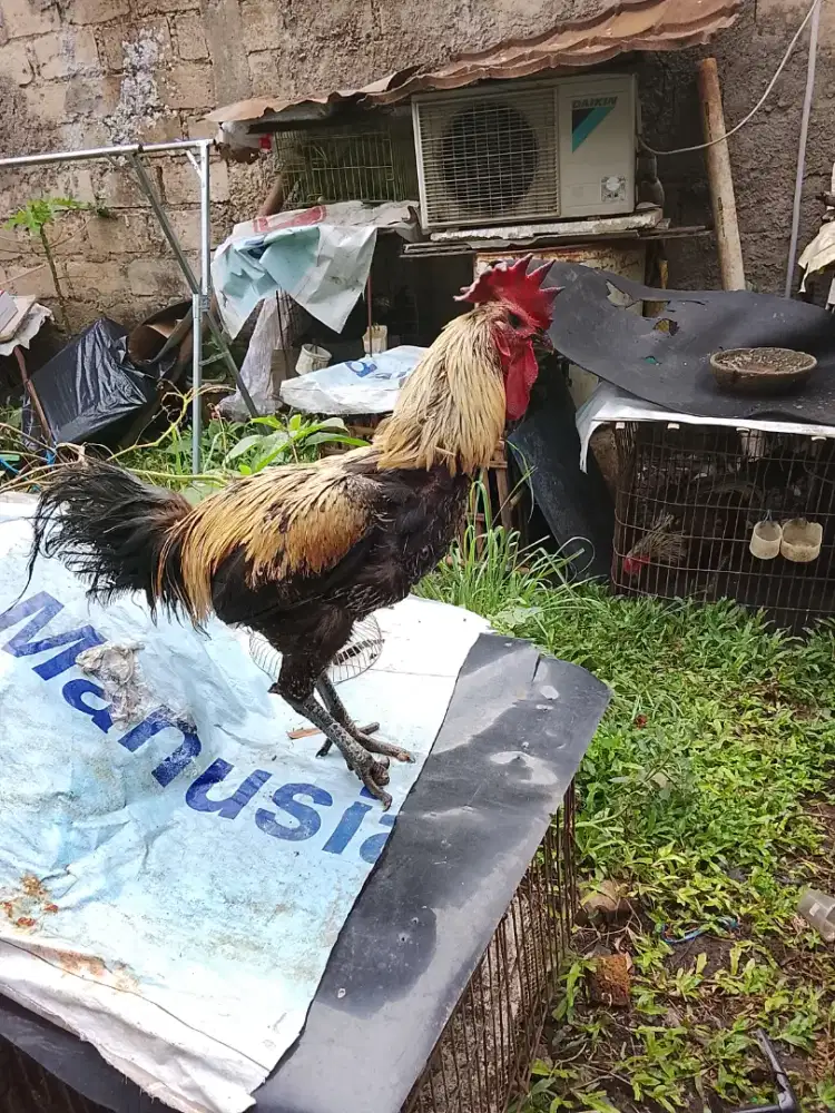 Jago pelung jalak hejo