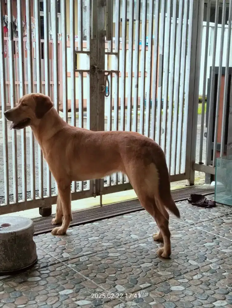 Semi hibah Anjing Labrador Retriever (saudara Golden Retriever)
