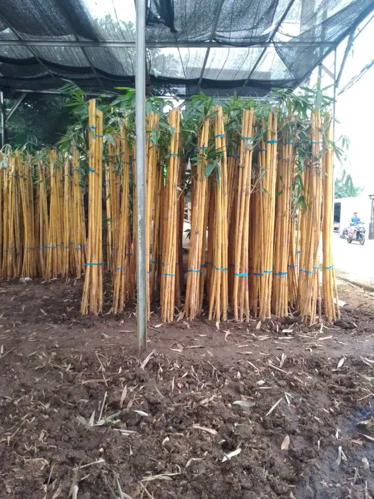 Jual bambu Vanda kuning