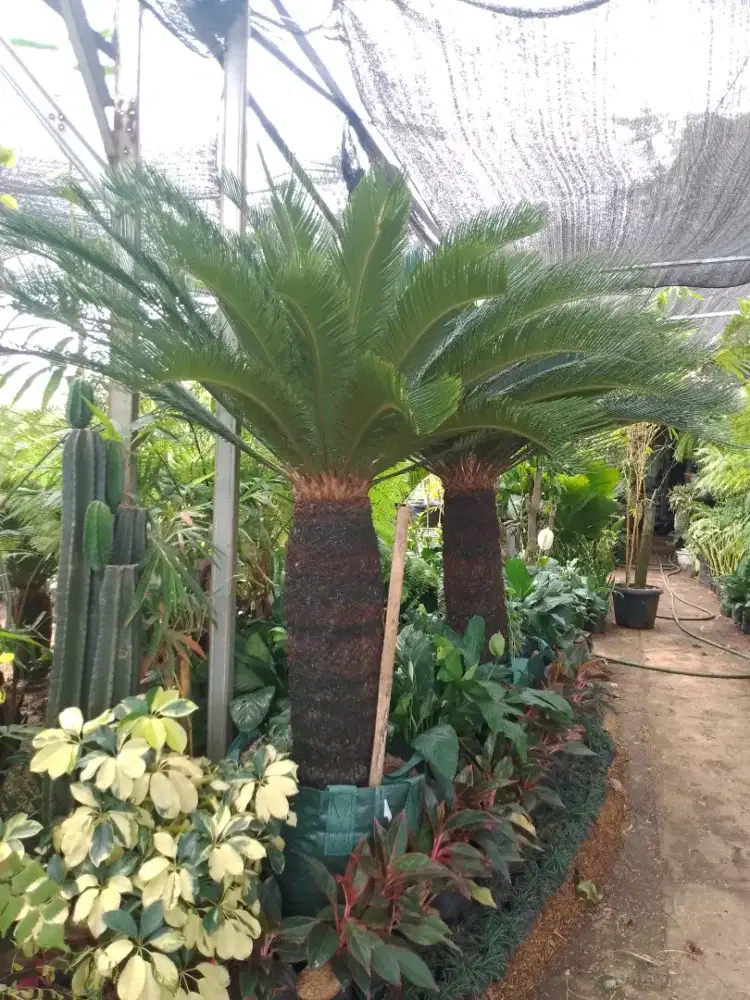 Jual tanaman hias sikas