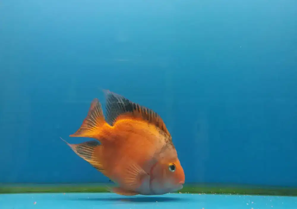 Ikan kingkong parrot