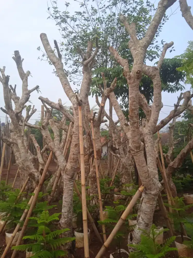 pohon Kamboja posil diameter batang 20 cm tinggi batang 4 meter