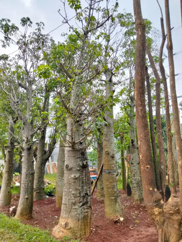 pohon baobab / kaki gajah lingkar batang 120 tinggi 4 meter