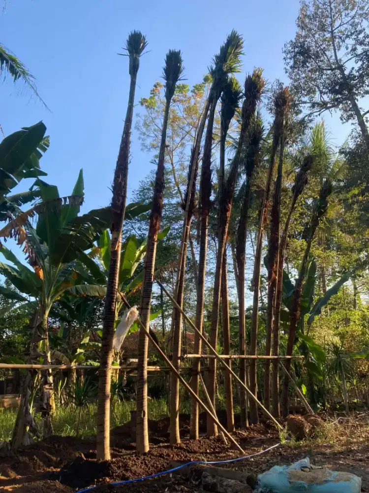 pohon Sadeng minyak tinggi 4 meter daun