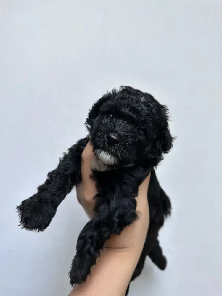 Anjing poodle warna hitam