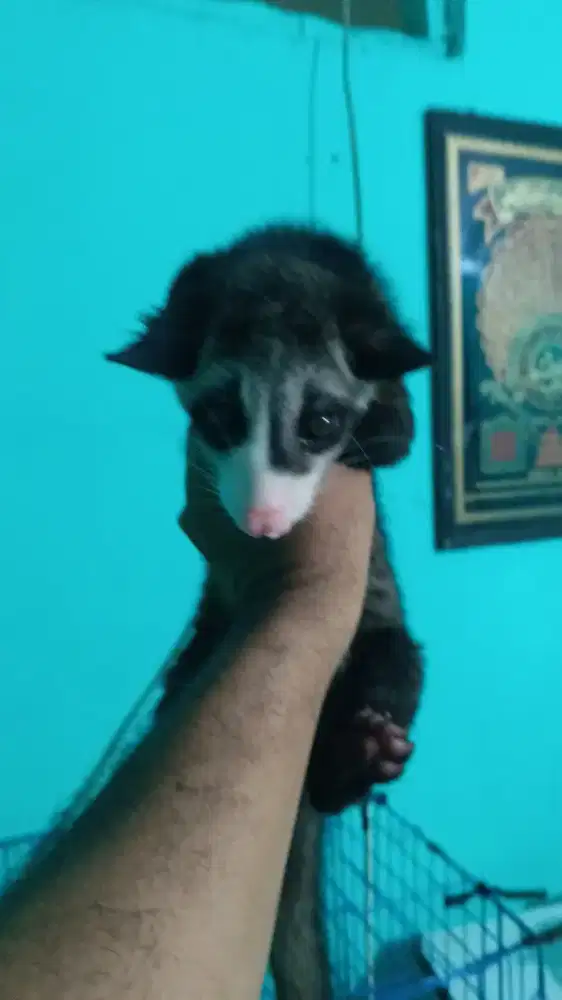 Musang usia 4 bulan jinak