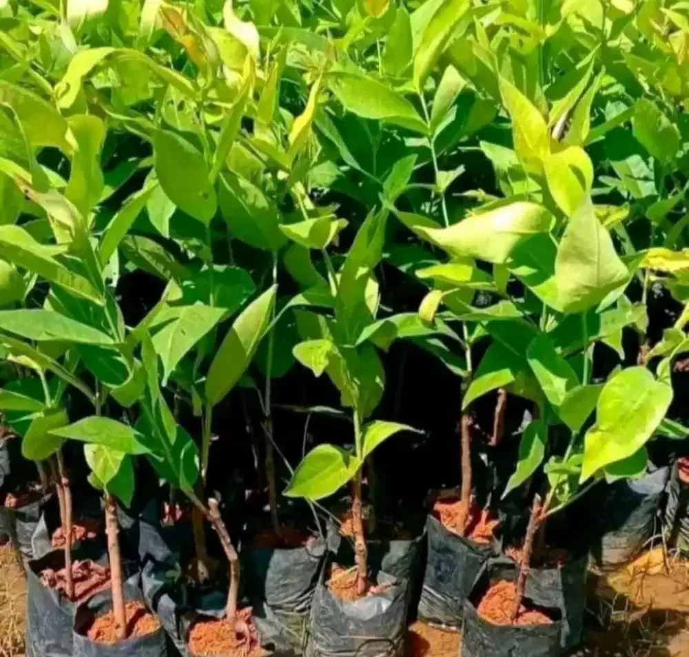 Bibit buah Jambu Kiojok hijau lebat buahnya cepat berbuah