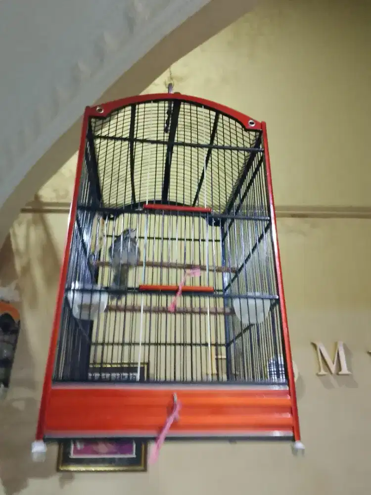 cucak rawa gacor cucak rowo gacor