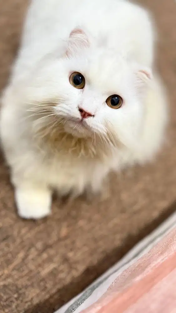 KUCING PERSIA DAN EXOTIC PEAKNOSE