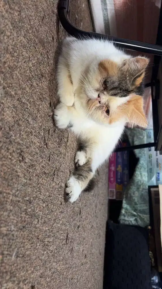 KUCING EXOTIC PEAKNOSE