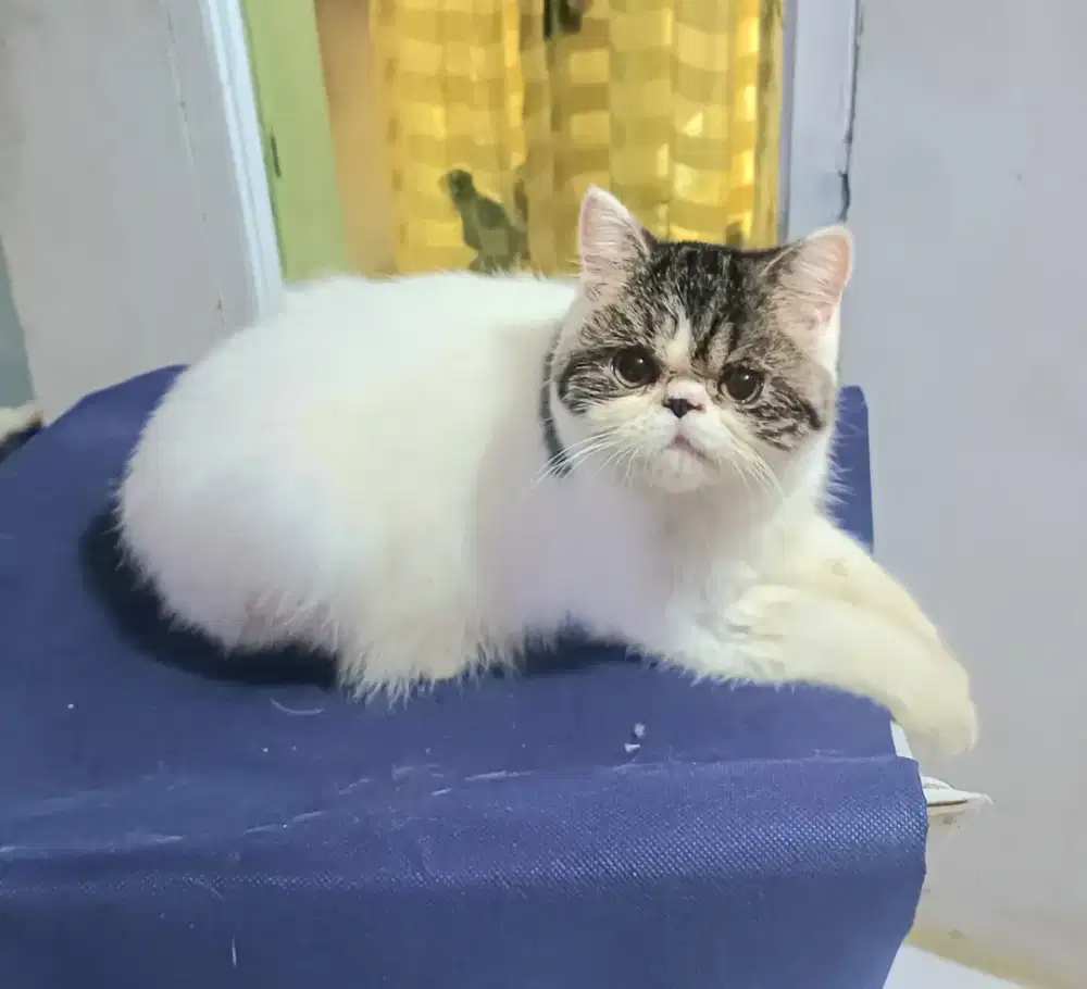 Kiten kucing exo turunan ped