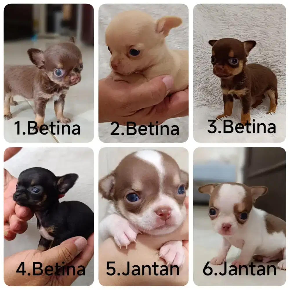 Chihuahua puppy stambum